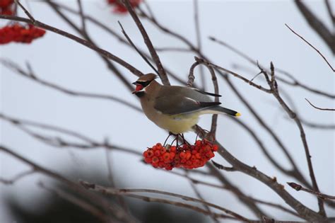 Cedar Waxwings Feederwatch