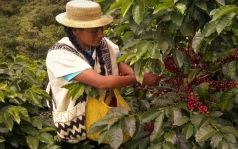 Colombia Avanza hacia la Sostenibilidad Alimentaria con la Transición