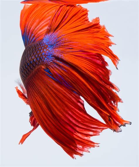 Halfmoon Betta Fish Pez Luchador Siam S Captura Movimiento De Peces