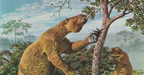 Mi Blog Galería De Imágenes Megatherium