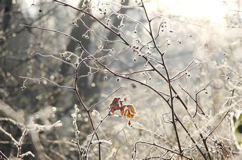 Frost Twigs Free Photo On Pixabay Pixabay