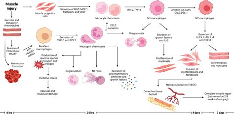 Frontiers | Inflammatory myopathies and beyond: The dual role of
