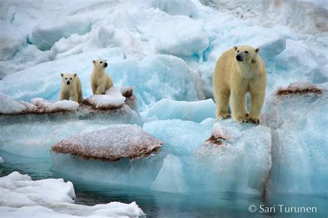 Polar Bears (Norway) - Encounters