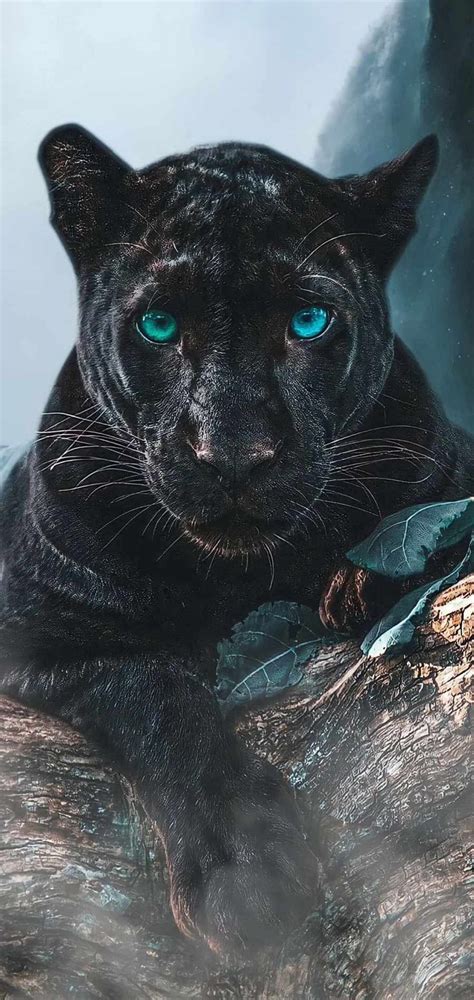 Black Panther Predator IPhone Wallpaper - IPhone Wallpapers : iPhone Wallpapers | Jaguar animal ...