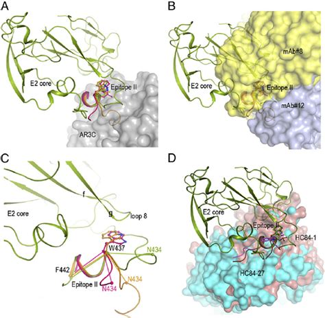 Comparison Of Epitope Ii From Different Complex Structures The