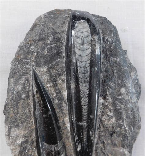 Orthoceras Fossil