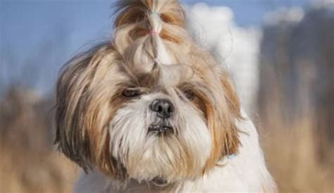 Top 10 Tiniest Dog Breeds in the World - PetPress