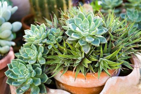 11 Consejos Para Cultivar Cactus Y Suculentas En Exteriores Eco