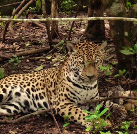 Wildlife Rescue Worker | Volunteer in Guatemala 2025