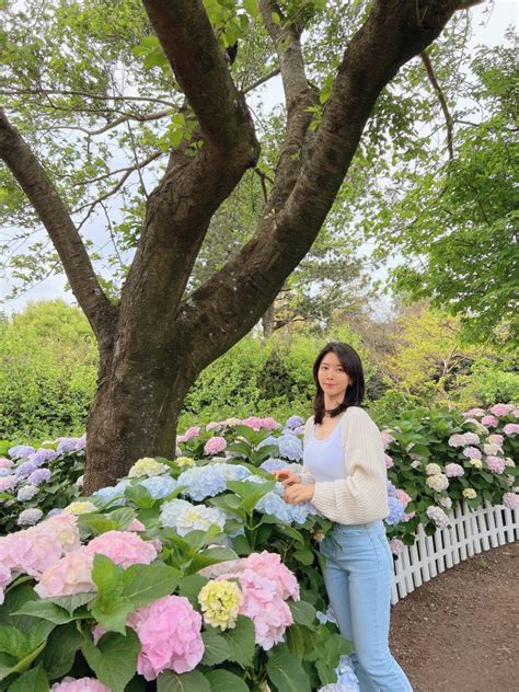 제주 수국명소 휴애리 수국축제에서 미리 수국 보고 왔어요 네이버 블로그