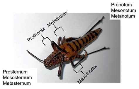 Insect Anatomy The Thorax UNBC BIOL 322 Entomology