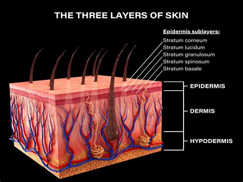 The Three Layers Of Skin And How They Function