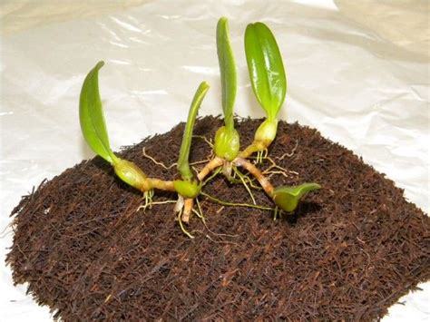 Tree fern for orchids: slabs, pots, substrates. Dominicana. How I apply ...