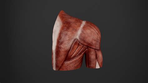 Human Anatomy Muscular System Upper Limb Anterior View 3d Model Turbosquid 2218421