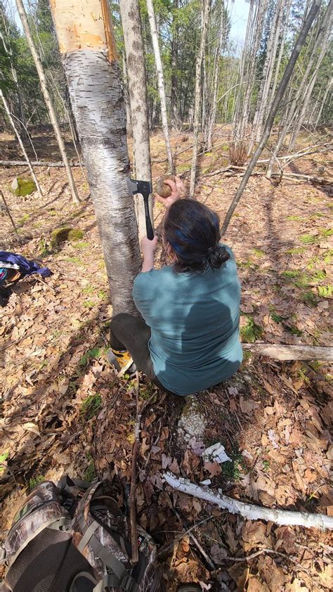 Yesterday Was A Beautiful Day To Harvest Birch Bark For Basketry