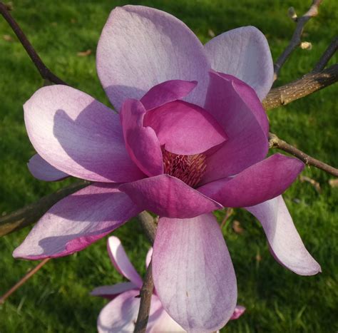 Magnolia Cultivars S - Trees and Shrubs Online