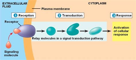 Cell signaling – Ekonomiskt och starkt ljus för hemmet