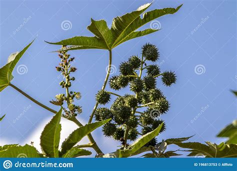 Planta De Frijoles De Castor En Campo Imagen De Archivo Imagen De