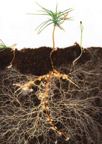 Chapter 30: The Evolution and Diversity of Fungi Flashcards | Quizlet 