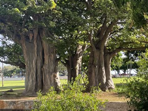 Best Hikes And Trails In Ala Moana Regional Park Alltrails