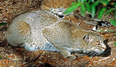 Bobcat Stalking Prey Photograph by Millard H. Sharp