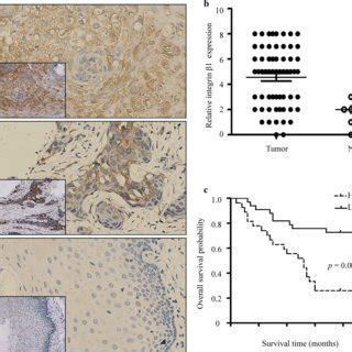 Effects Of Integrin Inhibition On The Invasiveness Of Laryngeal