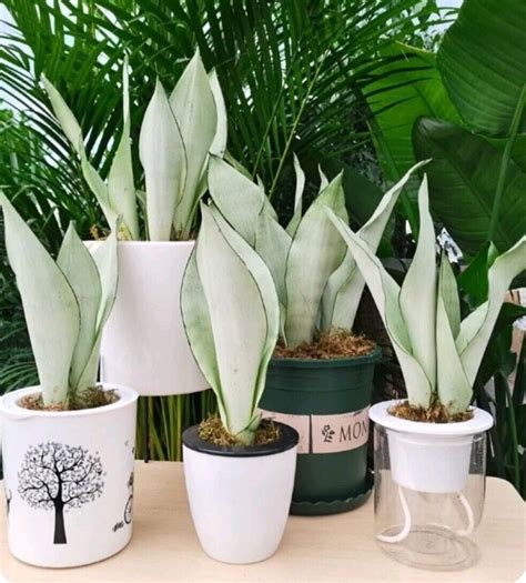 Сансевиерия муншайн (76 фото)