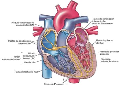 Sistema De Conduccion Cardiaca Hot Sex Picture