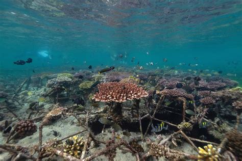 Mengenal Fungsi Terumbu Karang Dan Perannya Bagi Kehidupan Laut Ini