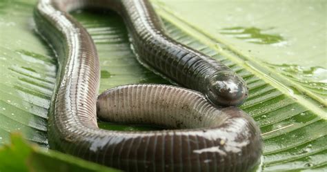 Real Monstrosities: Caecilian