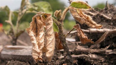 Diagnosing Soybean Seedling Diseases Croplife