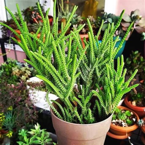 Cómo reproducir la Crassula Muscosa Guía completa