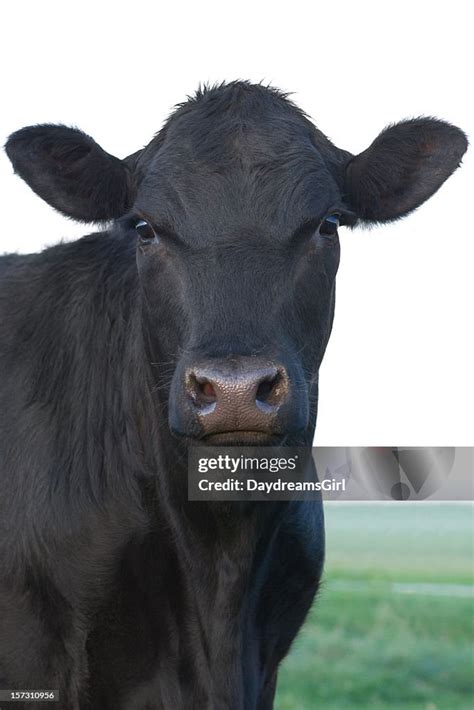 Angus Cow High-Res Stock Photo - Getty Images