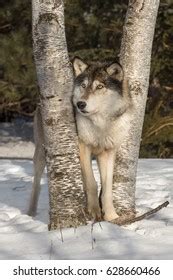 Grey Wolf Canis Lupus Peers Right Stock Photo Shutterstock