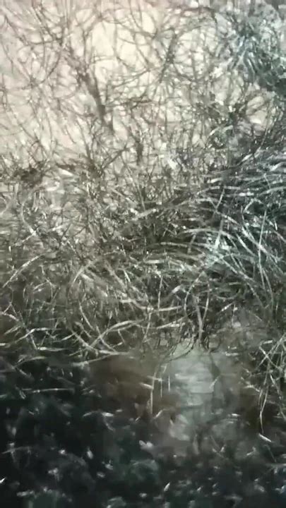 Iconic Moment From Indian Desi Sex Full Night Enjoy Porn XHamster