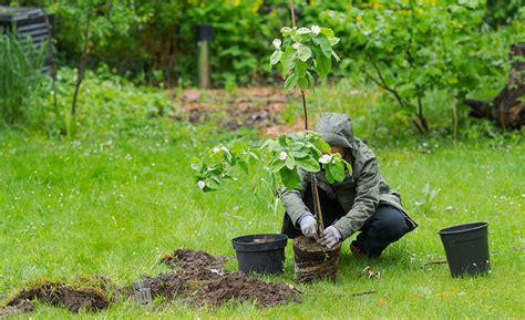 How To Plant And Care For Fruit Trees The Home Depot