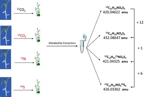 Isotope Labeling As A Method To Annotate And Quantify Metabolites And