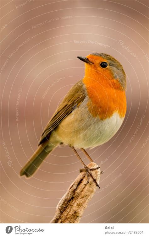 Hübscher Vogel mit einem schönen orange roten Gefieder ein