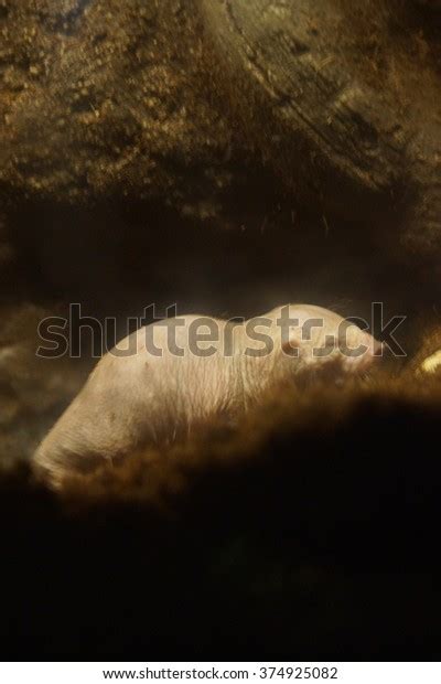 Burrow Naked Mole Rat Heterocephalus Glaber Stock Photo Shutterstock