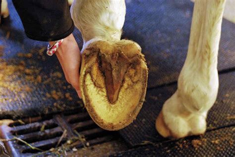 Back to Barefoot: Managing Horses Sans Shoes – The Horse