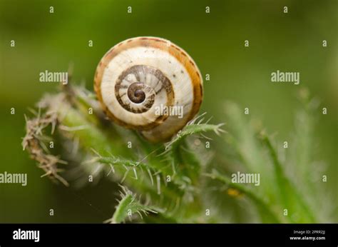 White garden snail Stock Photo - Alamy