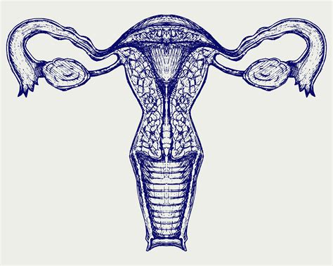 Internal And External Uterus Clipart Silhouette Clip Art Etsy