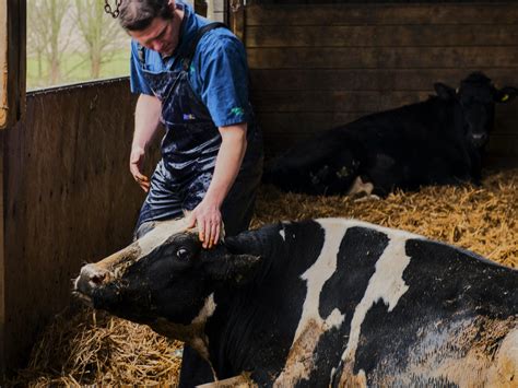 Care For The Downer Cow Synergy Farm Health