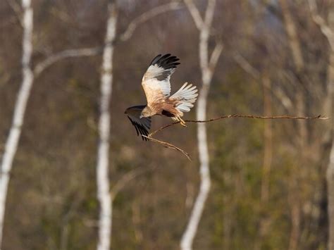 Images De Oiseaux Proies T L Chargement Gratuit Sur Freepik