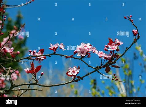 Prunus Cerasifera Pissardii Tree Blossom With Pink Flowers Spring Twig