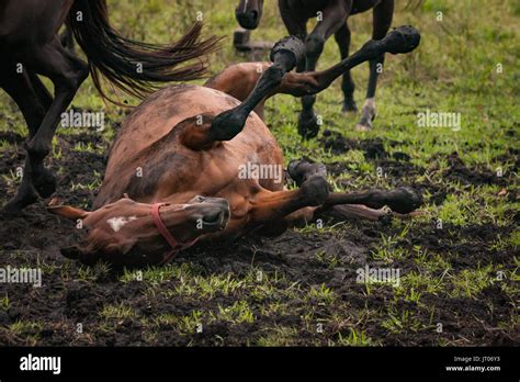 Horse rolling in the mud in an open grass field Stock Photo - Alamy