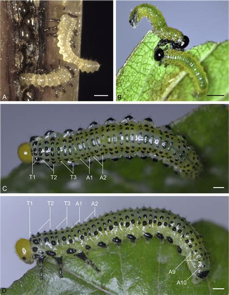 Larvae of Arge pagana. (A) First-instar larvae; (B) second-instar... | Download Scientific Diagram