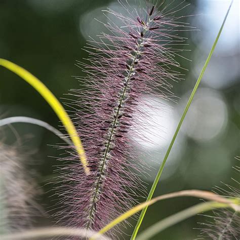 pennisetum alopecuroides red head barnsdale gardens