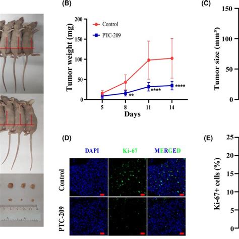 Effects Of BMI1 On Breast Cancer Cell Proliferation In Vivo