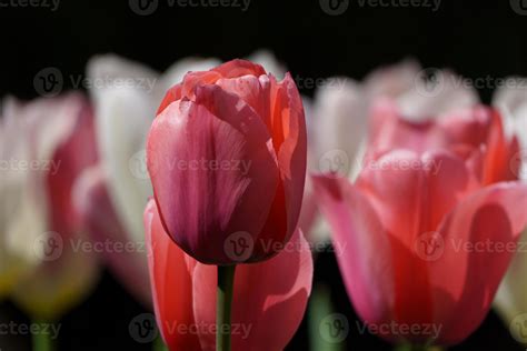 tulips in the garden 10248778 Stock Photo at Vecteezy